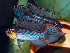 Apistogramma elizabethae