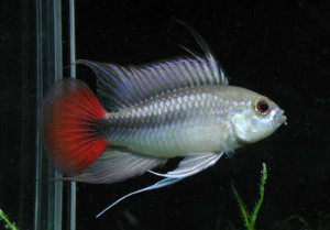 Apistogramma erythura