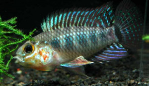 Apistogramma geisleri