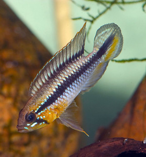 Apistogramma gephyra