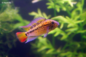 Apistogramma guttata