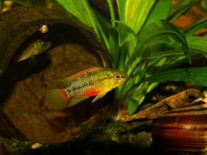 Apistogramma hongsloi