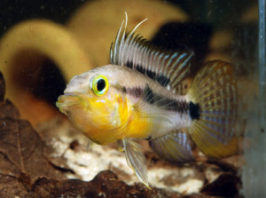 Apistogramma huascar