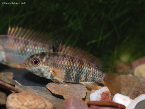 Apistogramma inconspicua