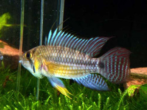 Apistogramma juruensis