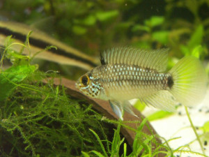 Apistogramma linkei