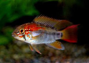 Apistogramma macmasteri