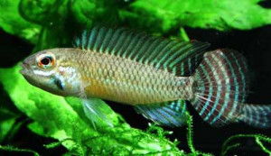 Apistogramma meinkeni