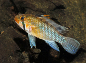 Apistogramma norberti