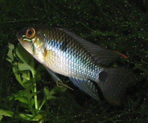 Apistogramma ortmanni