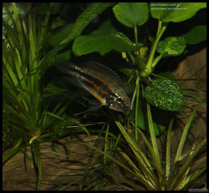 Apistogramma paucisquamis