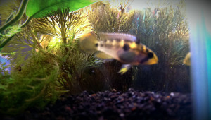 Apistogramma payaminonis