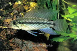 Apistogramma pertensis