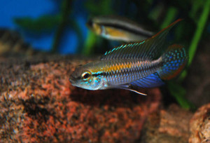 Apistogramma pulchra