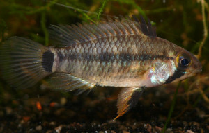 Apistogramma regani