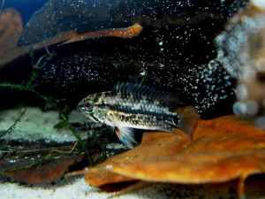 Apistogramma rubrolineata