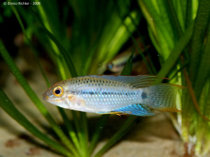 Apistogramma steindachneri