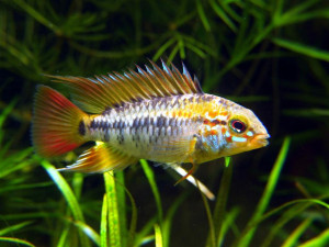 Apistogramma viejita