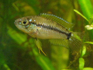 Apistogrammoides pucallpaensis pucallpaensis