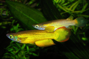 Aplocheilus lineatus