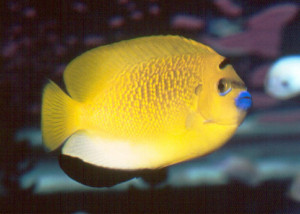 Apolemichthys trimaculatus