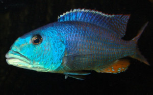 Aristochromis christyi