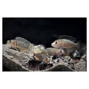 Neamprologus similis