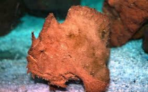 Antennarius biocellatus