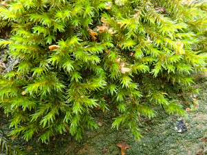 Racomitrium aquaticum