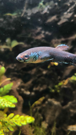 Betta sp. antuta