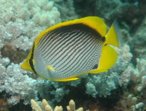 Chaetodon melannotus