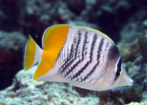 Chaetodon mertensii