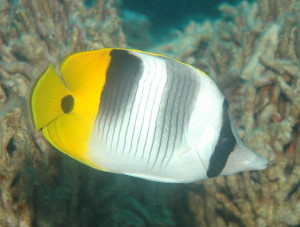 Chaetodon ulietensis