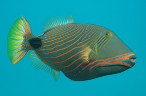 Balistapus undulatus