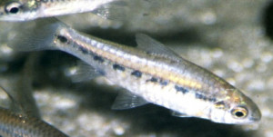 Barbus acutirostris