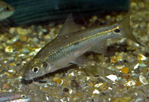 Barbus urostigma