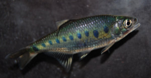 Barilius bakeri 