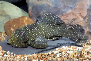 Baryancistrus niveatus