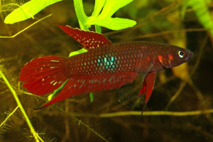 Betta coccina