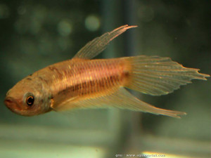 Betta hipposideros