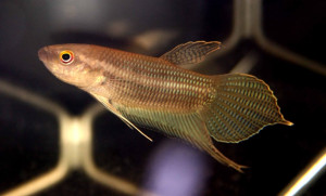 Betta ibanorum