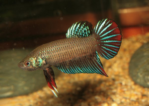 Betta imbellis