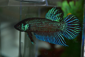 Betta mahachaiensis