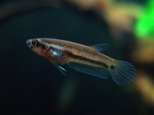 Betta ocellata