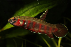 Betta rubra