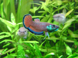 Betta simplex