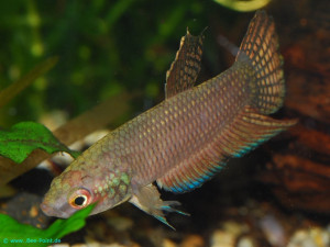 Betta stigmosa