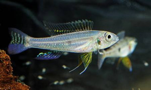 Biotoecus dicentrarchus