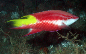 Bodianus pulchellus