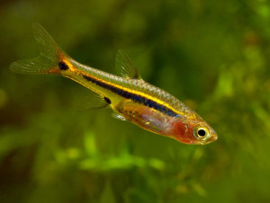 Boraras urophthalmoides